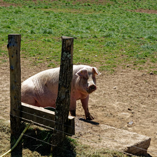 Elevage de cochons en agriculture biologique